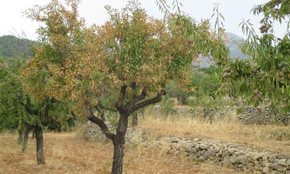 10122018103003_xylella-phytoma