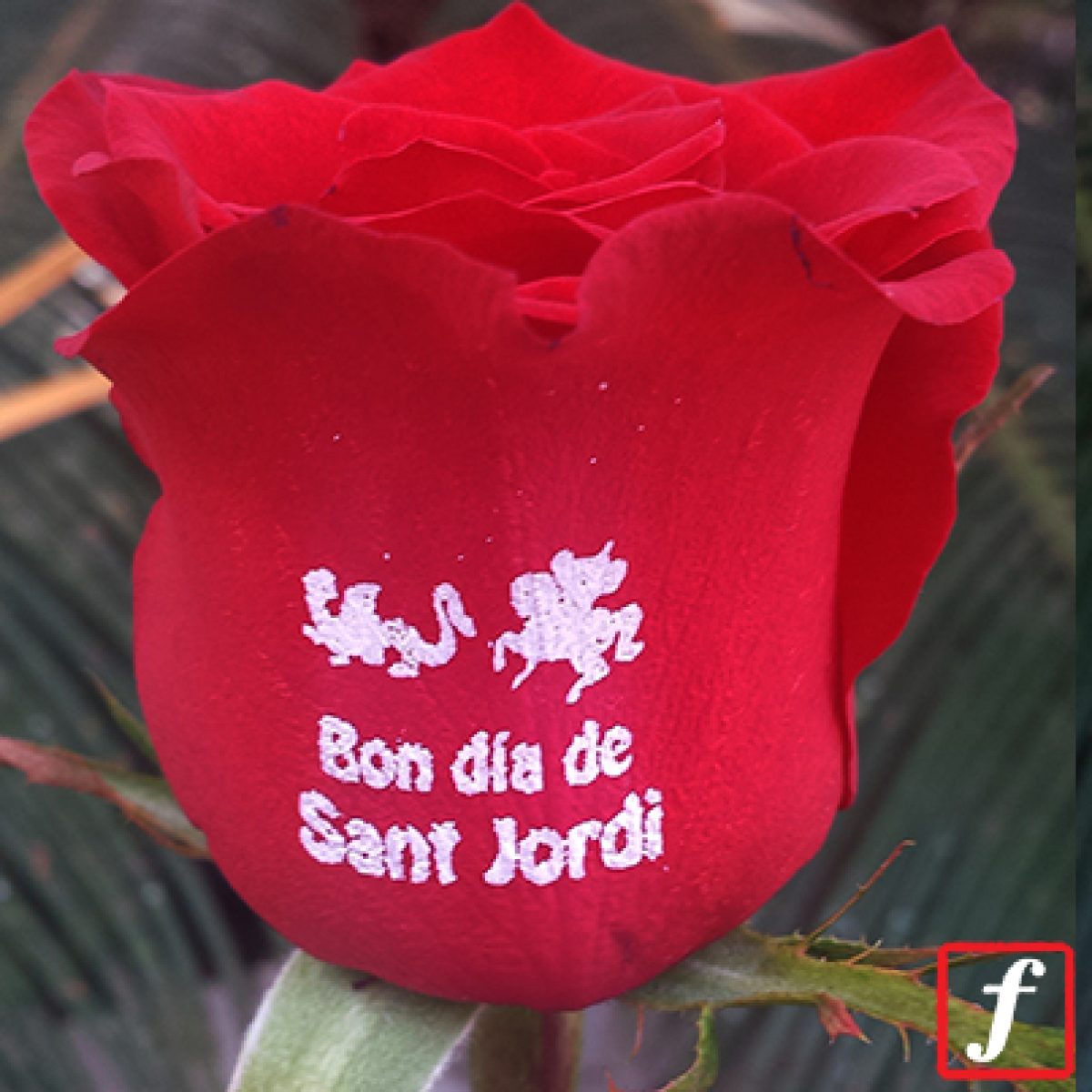 20160321103637_Bon_dia_sant_jordi