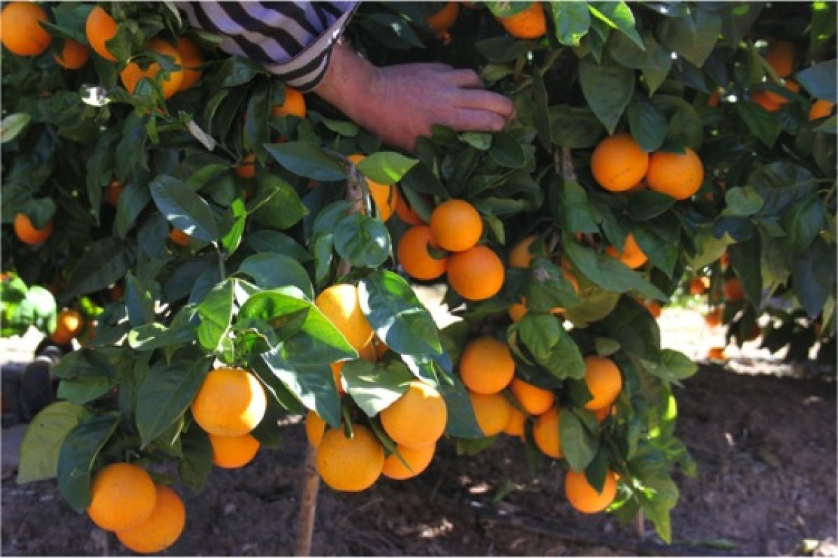 20160323042447_Barberina_fruta_en_arbol