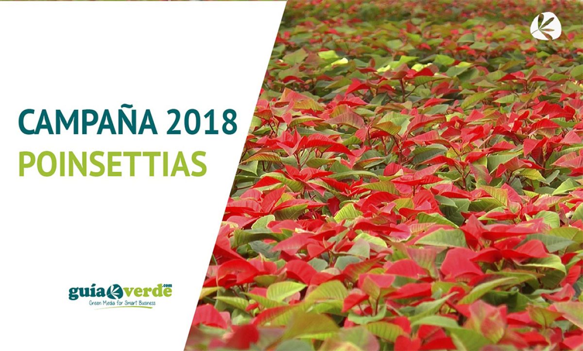 22112018093310_foto-miniatura-poinsettia