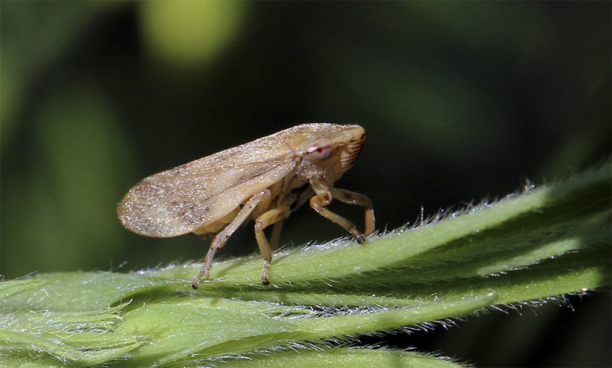 22112018115929_xylella