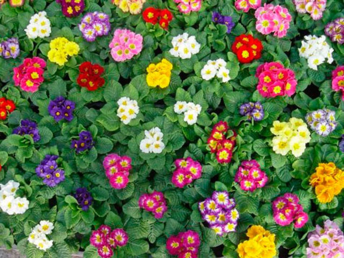 25072014100125_flor