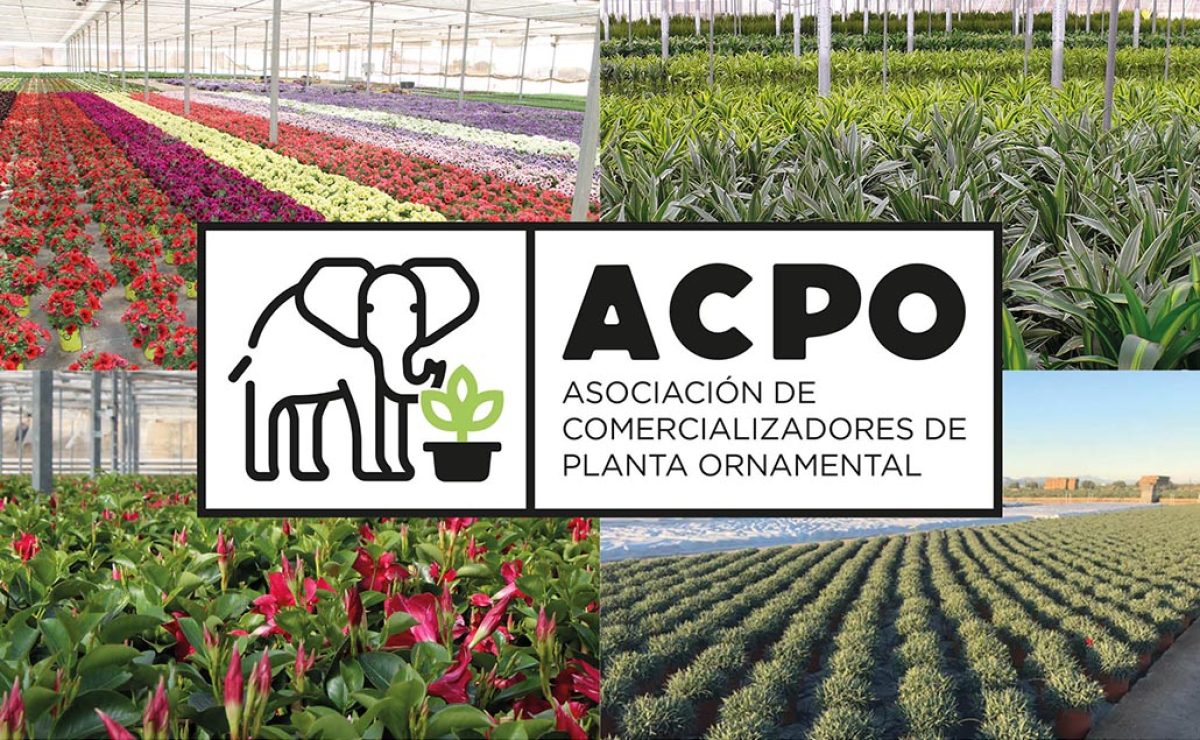 acpo_plantasflores_05022021082406