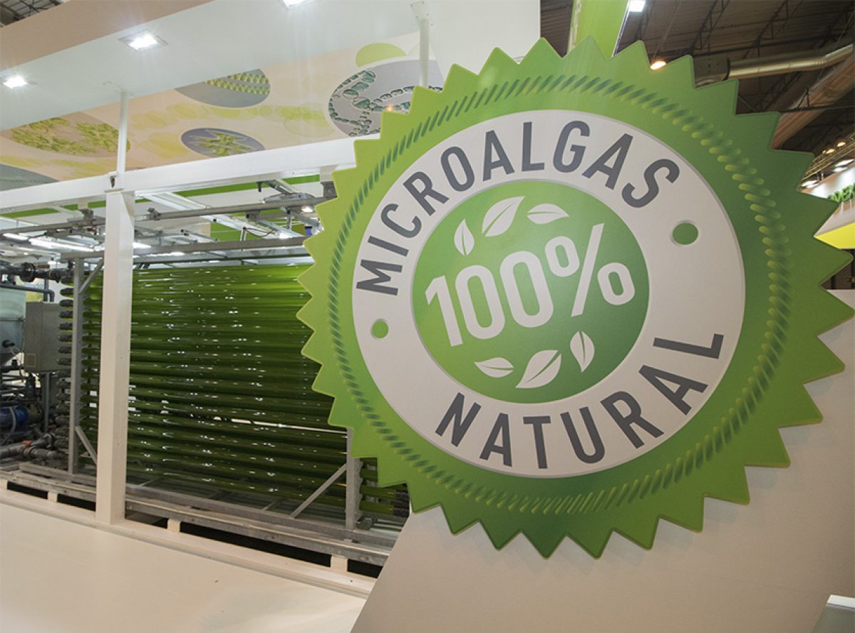alga_energy_10042019145347