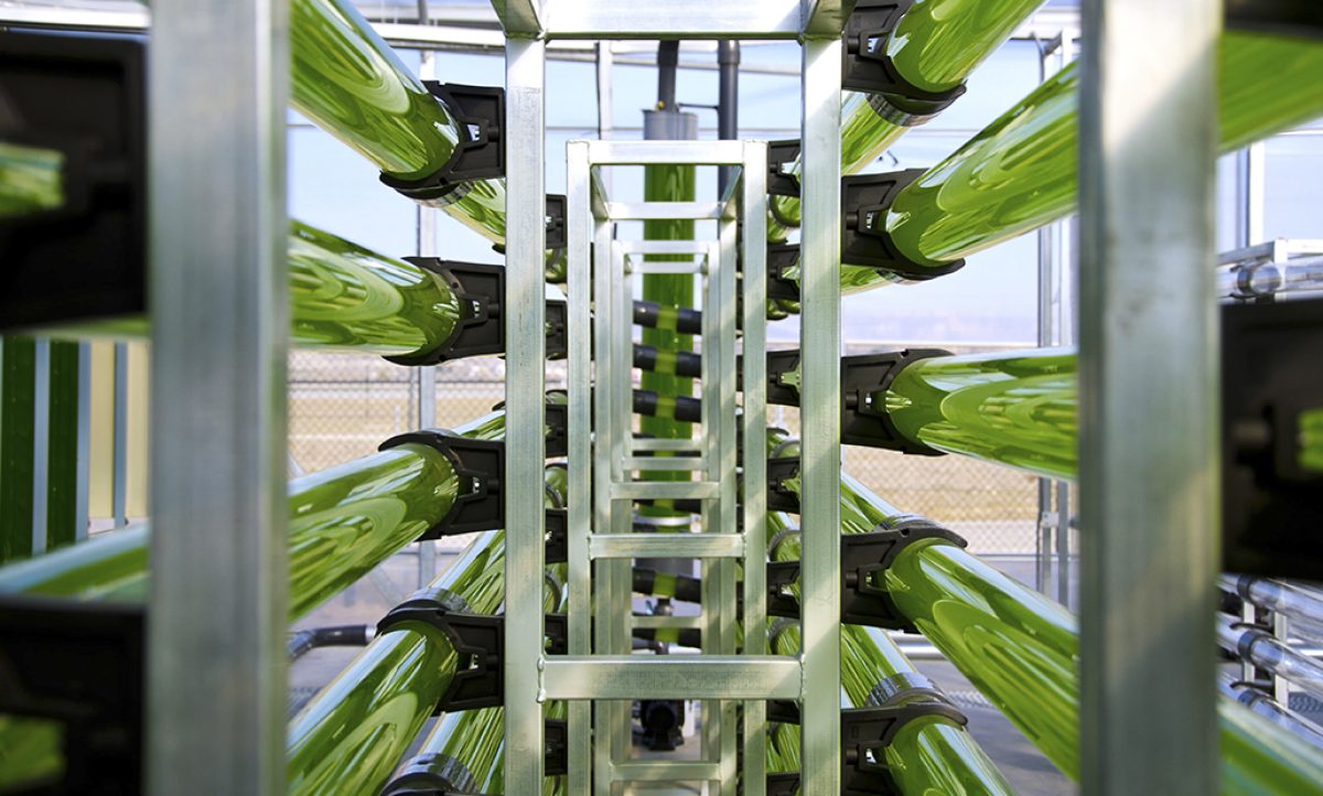 algaenergy_20052020062645