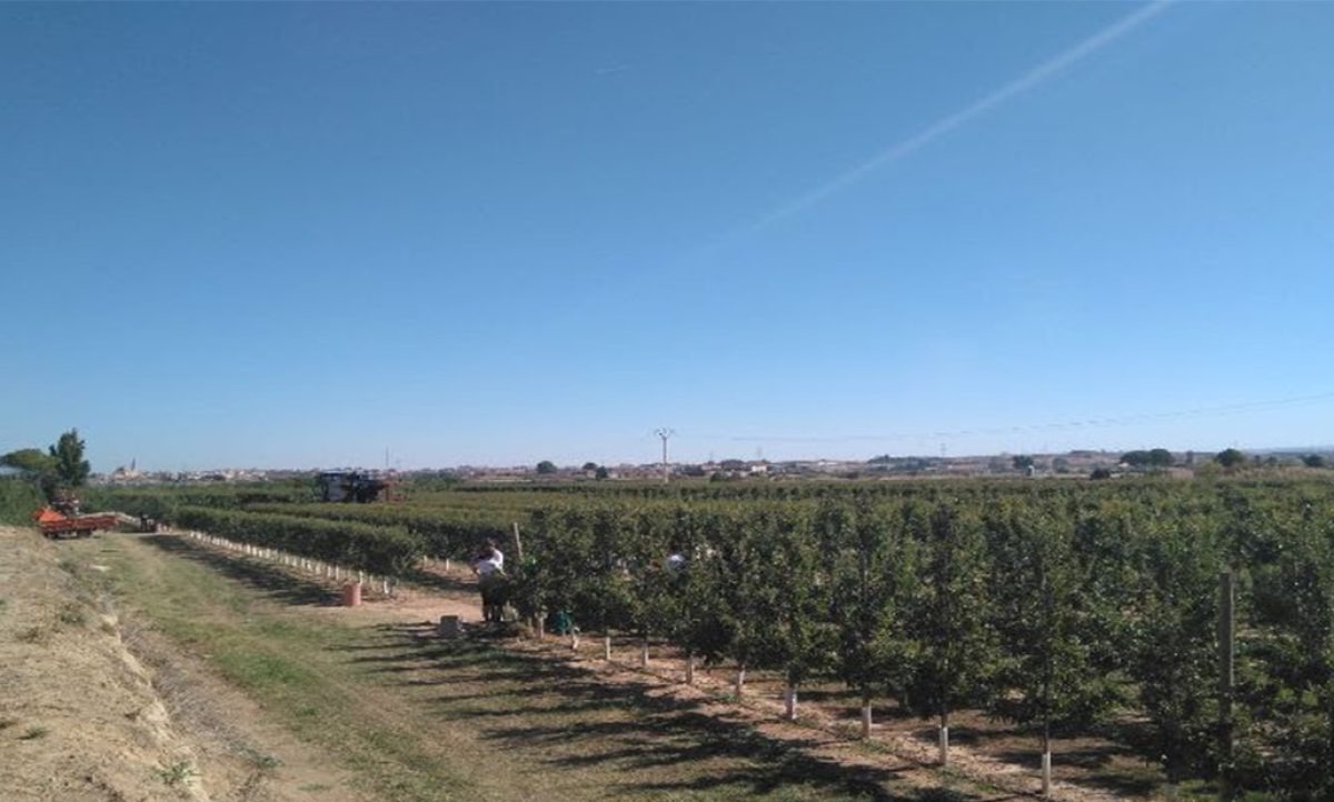 almendra_ecologica_irta_22072019082224