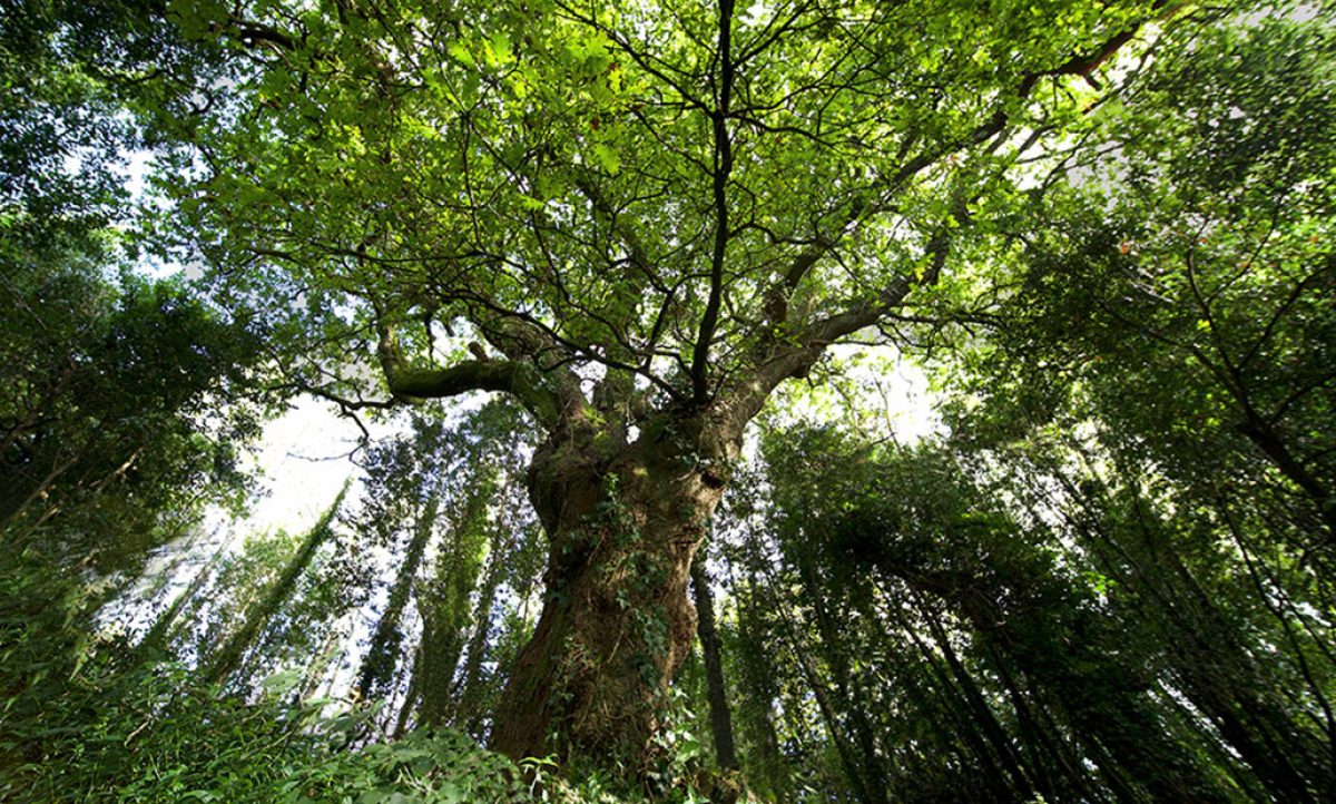 arbol2022_20102021103028
