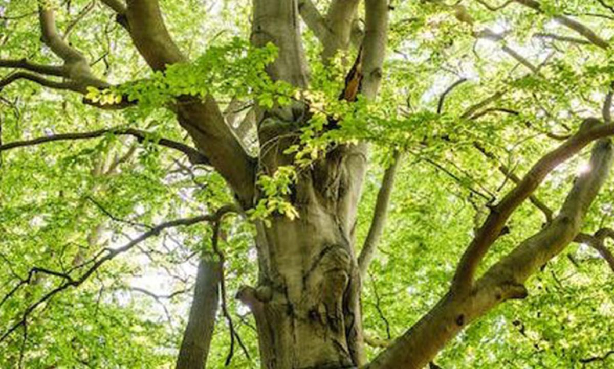 arborsystem_10072023090658