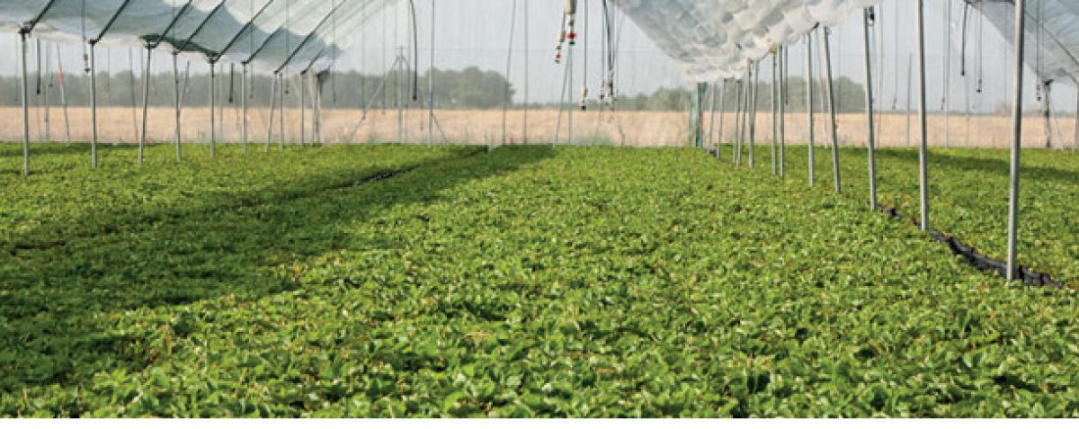 asfplant_18102019110832