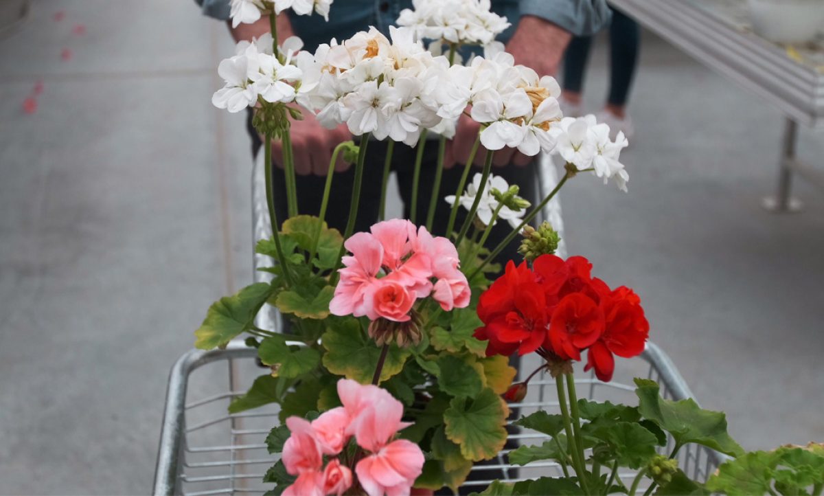 carro_con_flores_iva_plantas_01092021125425