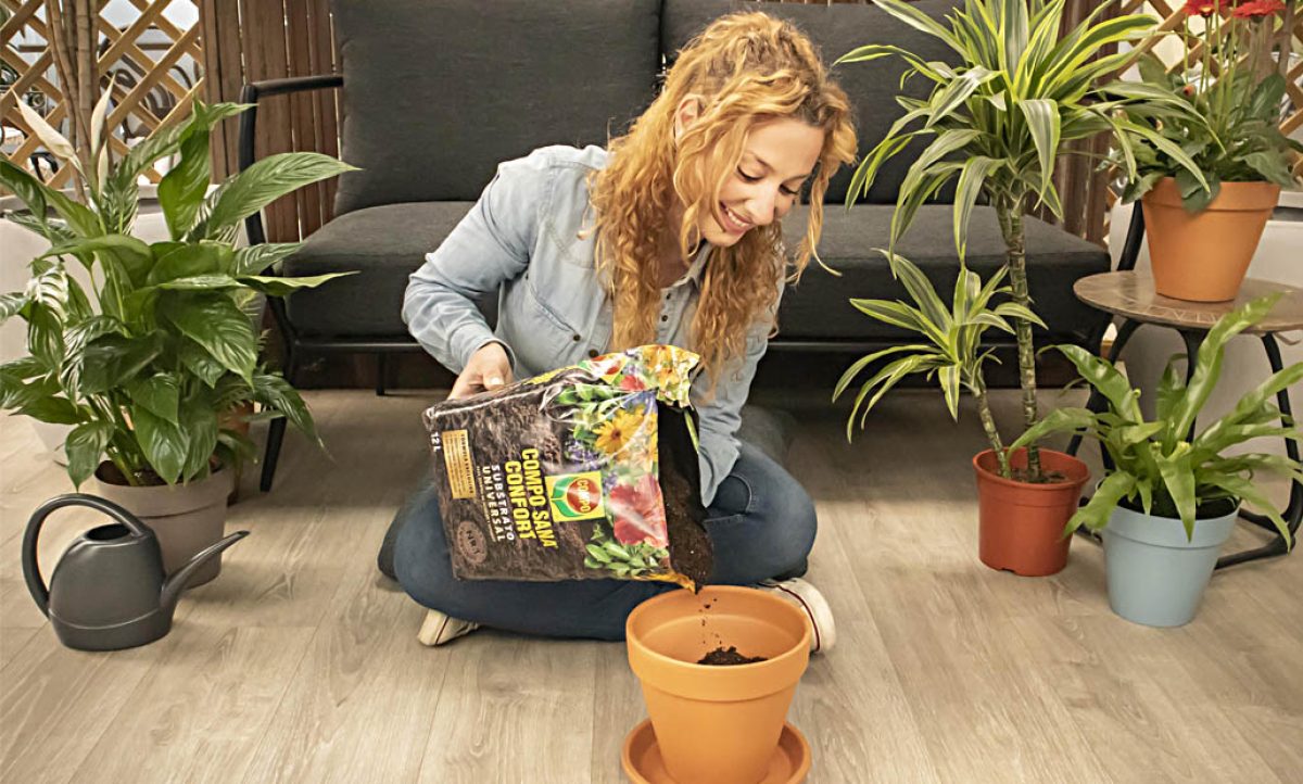como_plantas_de_interior_01072021103304