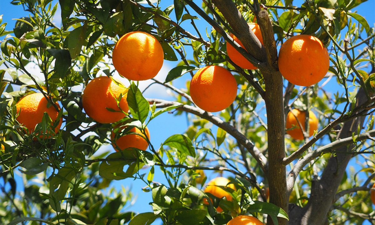 cotonet_naranjas_10092020065739