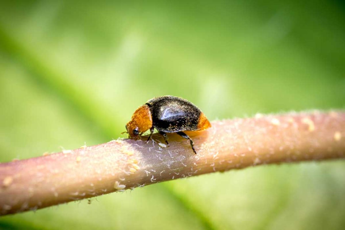 cryptolaemus-montrouzieri-koppert_04082020071629