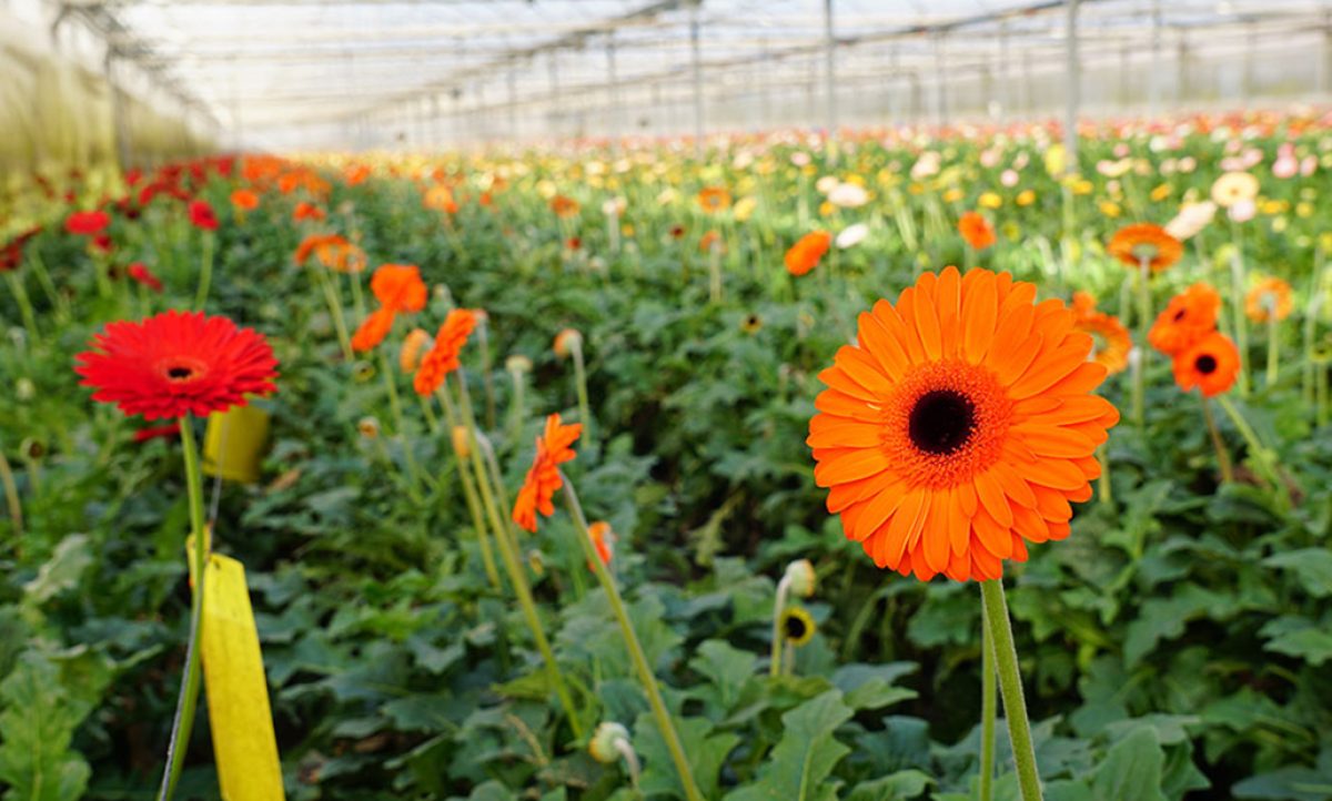 cultivo-de-gerbera_12072024081950