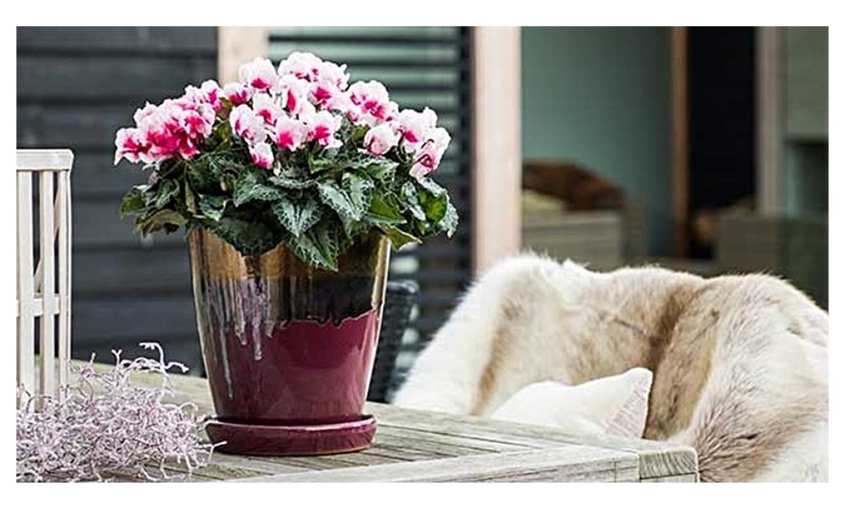 cyclamen_syngenta_25102021110914