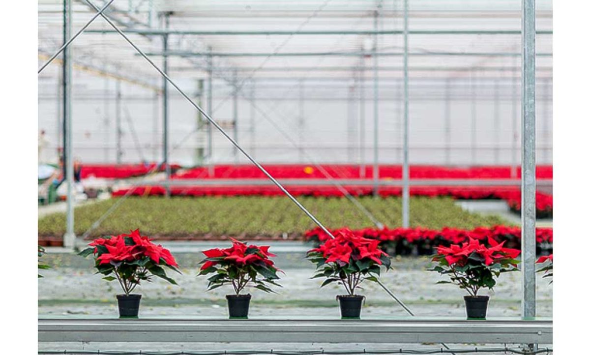 encuesta_poinsettia_26052022100447
