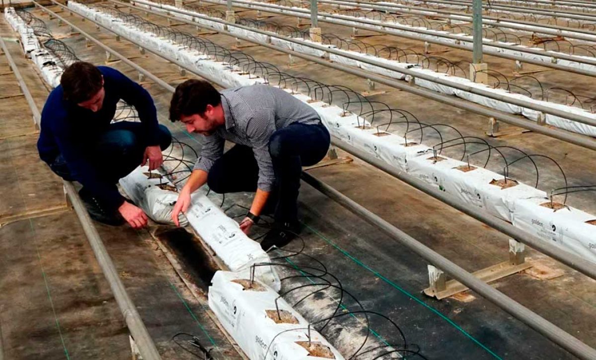 fertilizacion-de-cultivos-horticolas-con-bioestimulantes-en-murcia_22052025120326