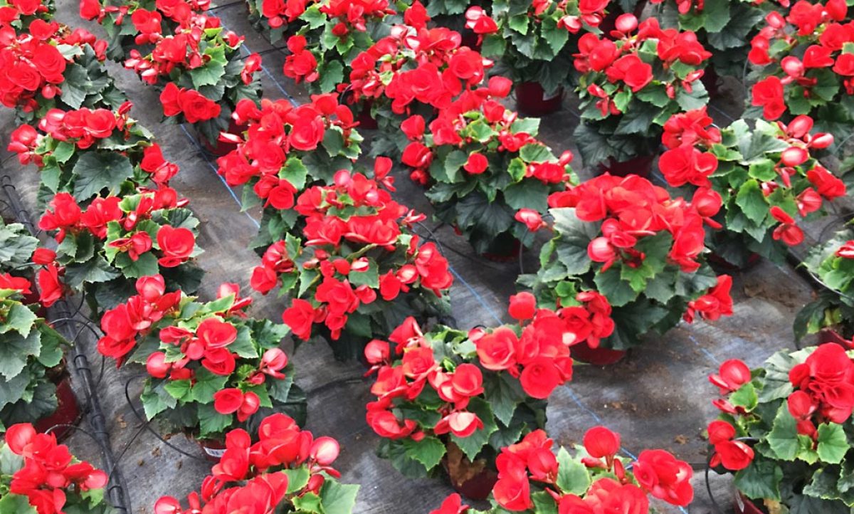 flores_gv_28022020122230