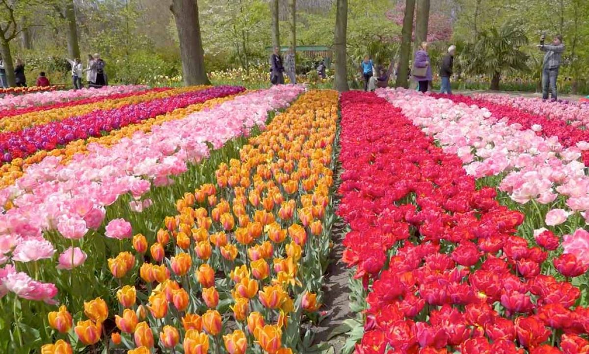 informativo_gv_parques_primavera_holanda_monte_fuji_tosacana_06042022103104