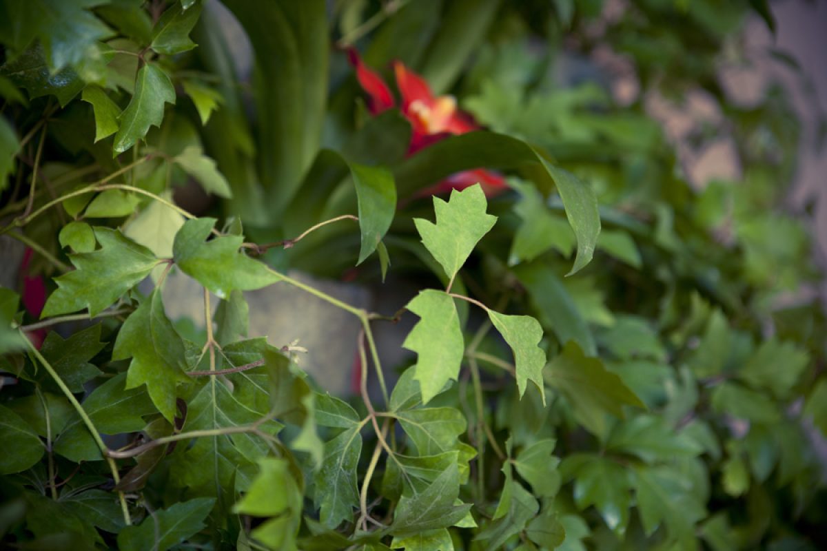 jardin-vertiflor-v15_10012020112507