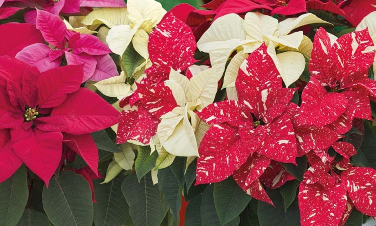 lazzeri_18112022104851