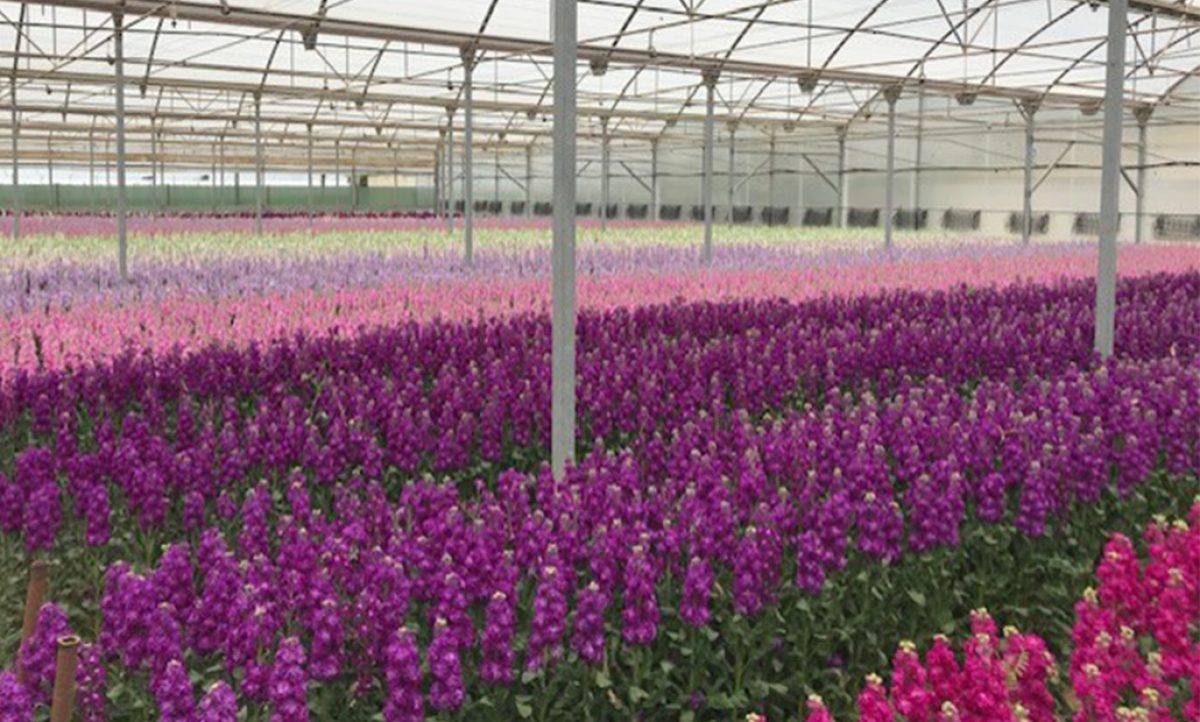 lubexflor_16042025085157