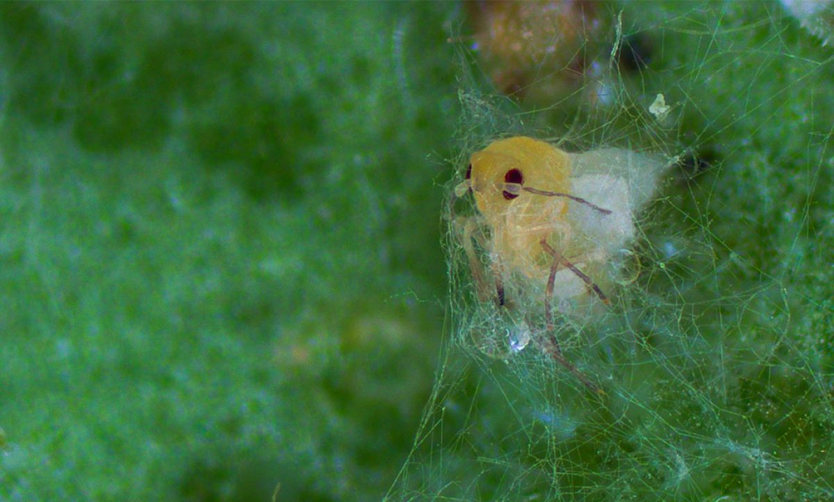 mycotal_koppert_28112023082047