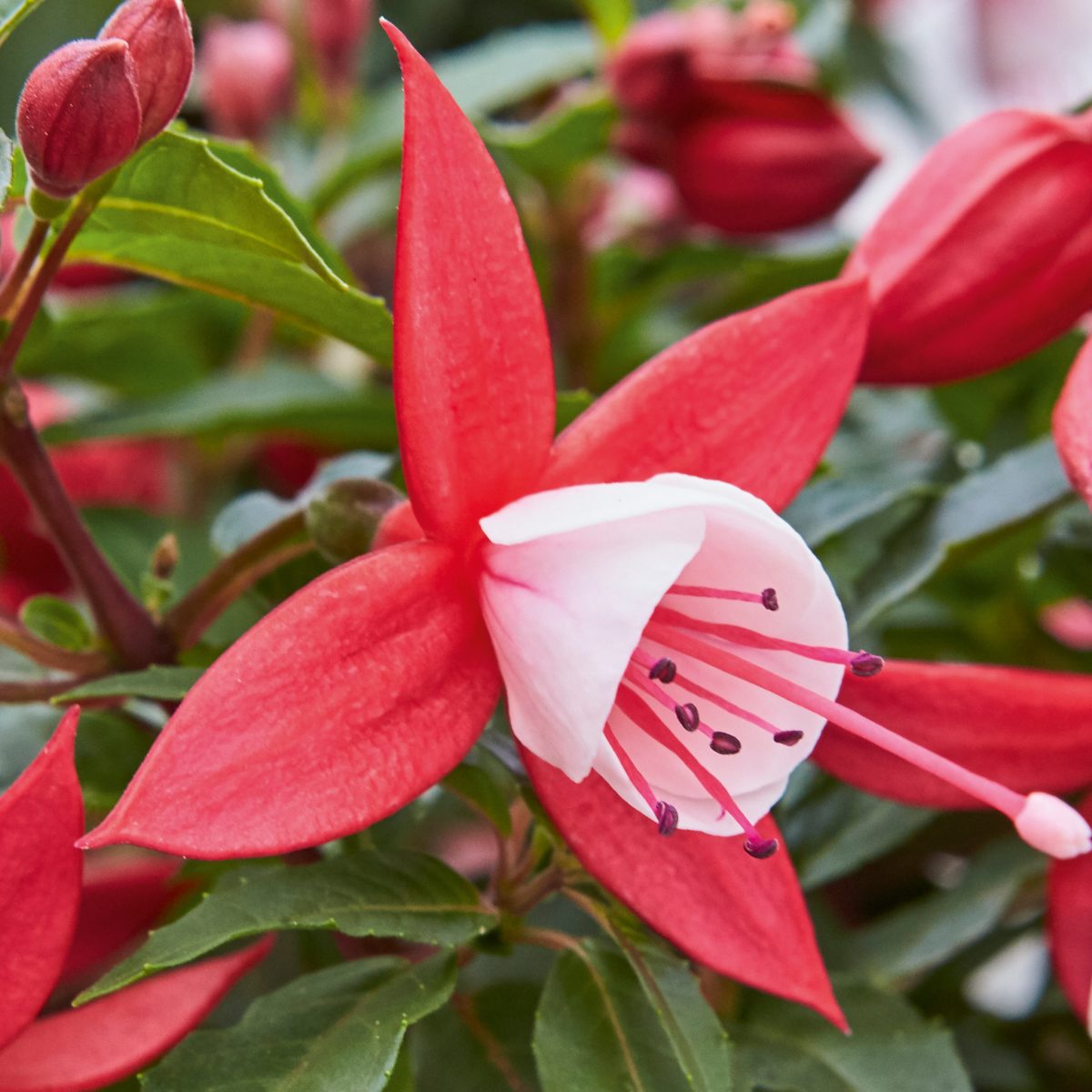 neoplant-fuchsia-fuchsita-scarlet-white_24092019160457