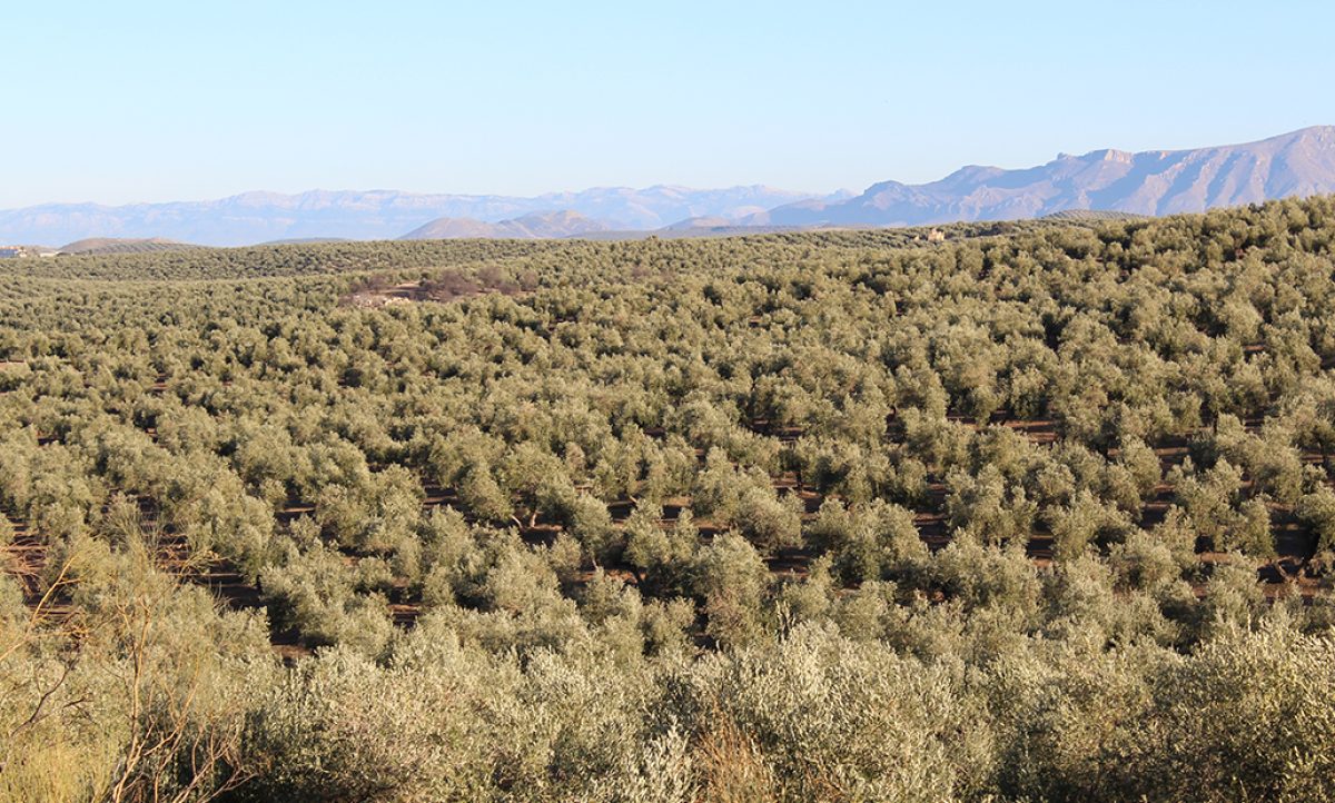 paisaje_olivar_valgenetics_27032025114737