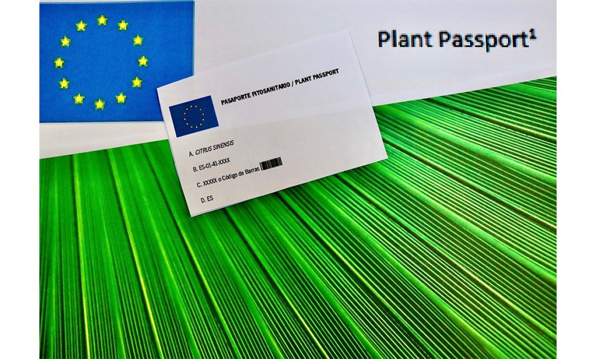 pasaporte_26122019074011