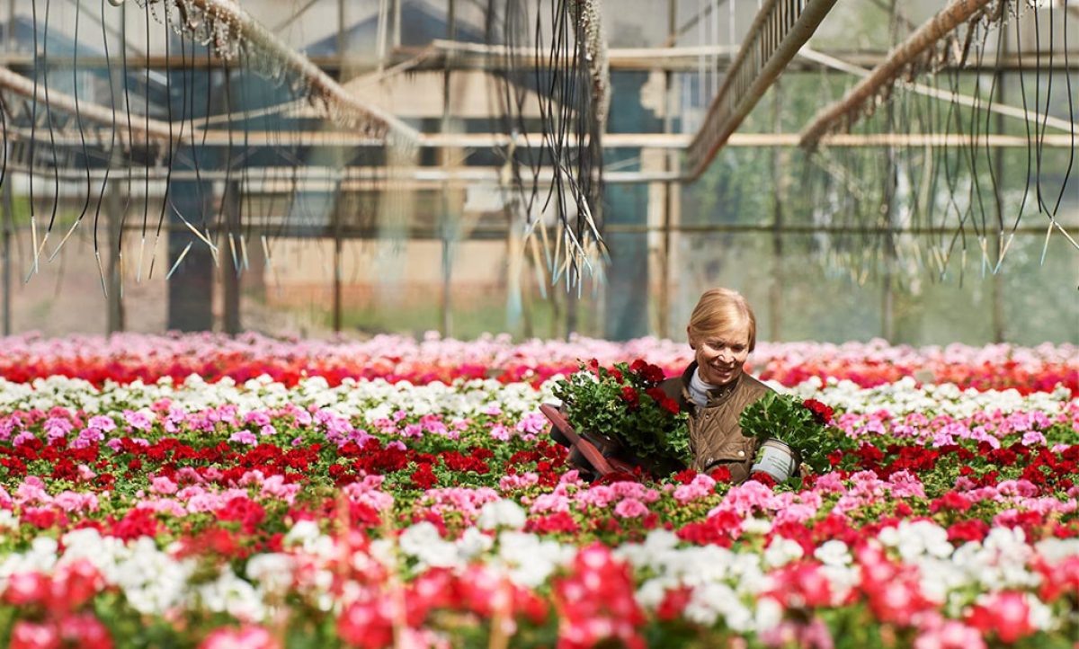 pelargoniumforeurope_17102024115821