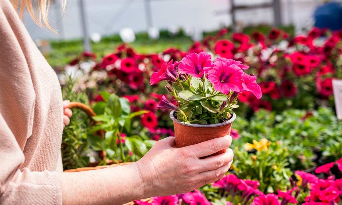 petunias_17112022133129