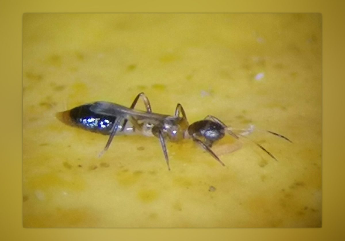 plaga_orquidea_29052020075237