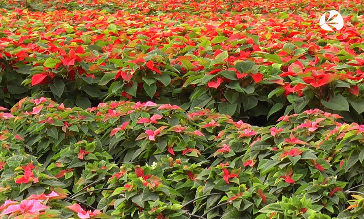 poinsettia_23122019114647