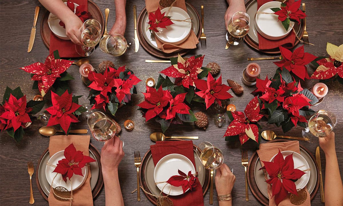 poinsettia_navidad_01122021115857
