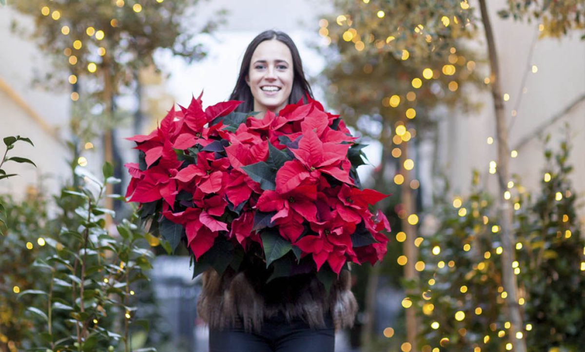 poinsettias_concurso_23112021102922