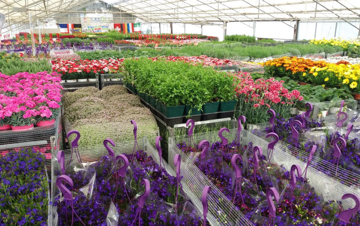 poleplants-2_29092022094908