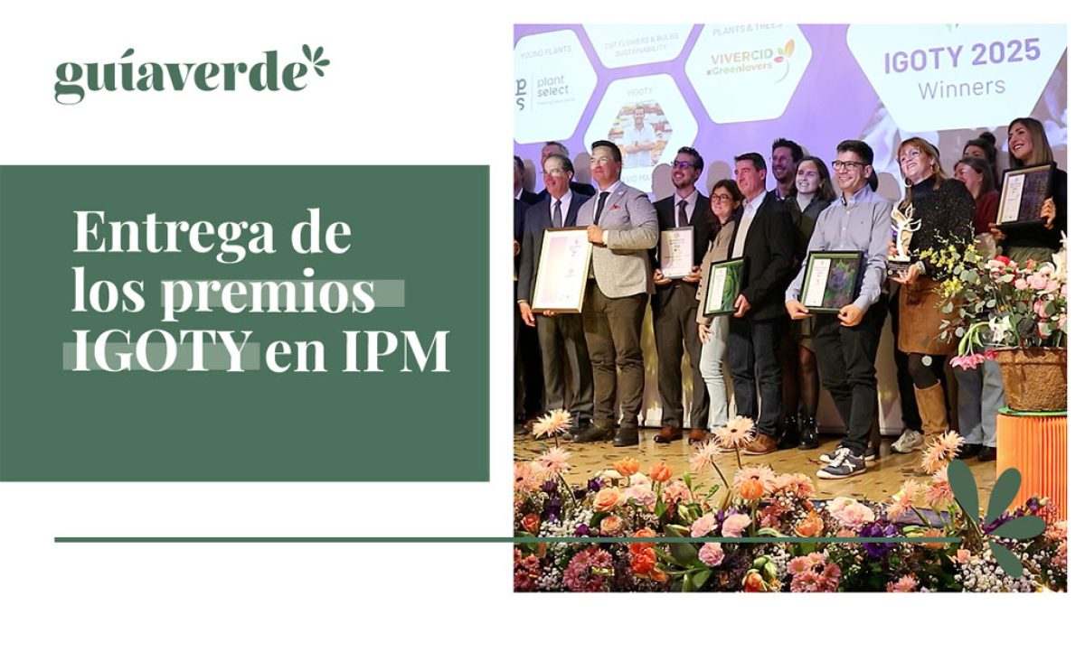 premiosigoty2025gv_06022025123019