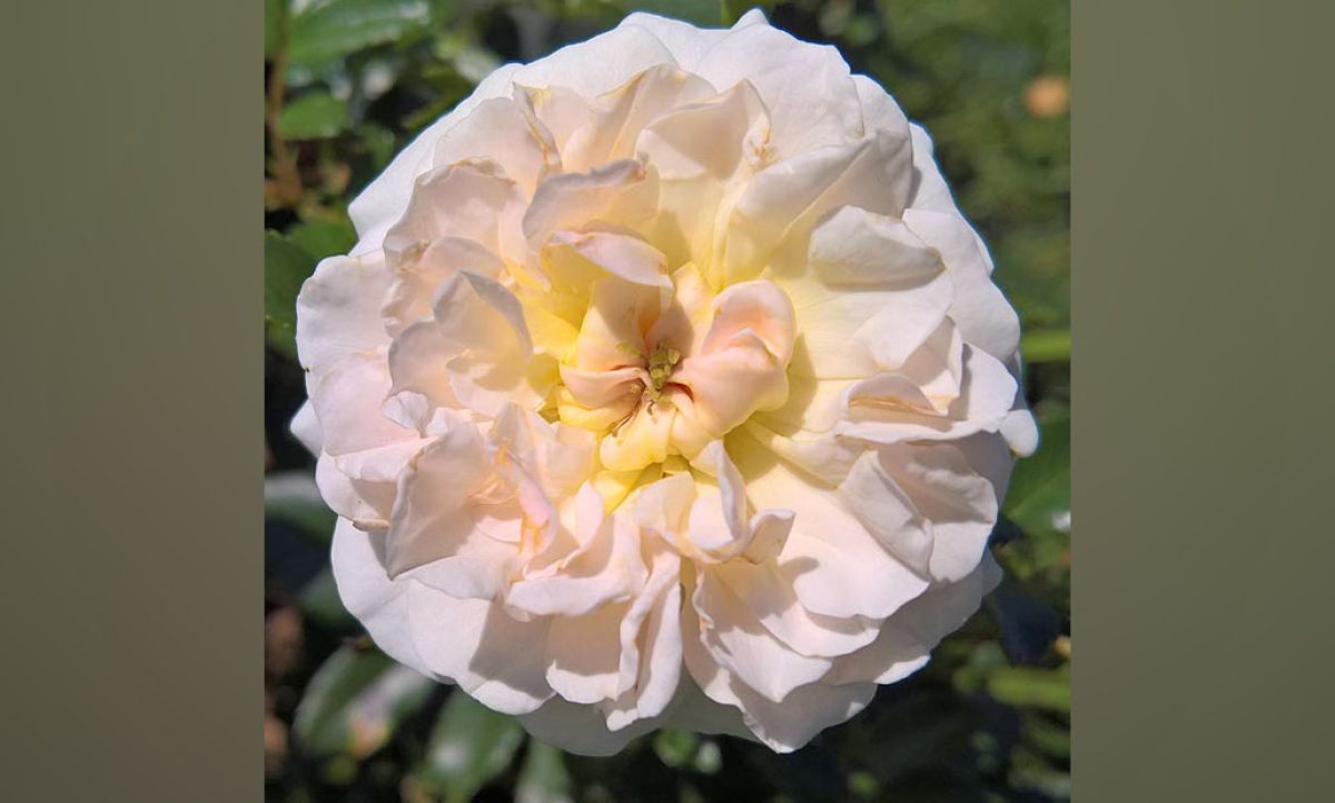 rosa-ganadora-barcelona_19052025092132