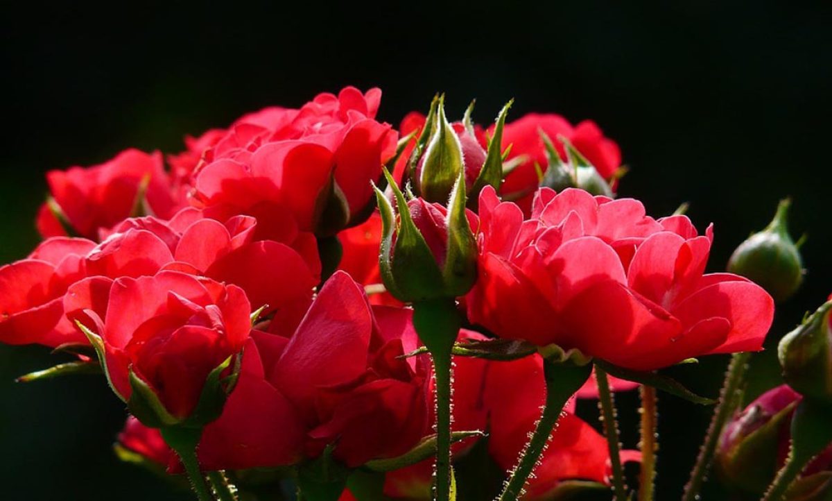 rosas_27052021123641