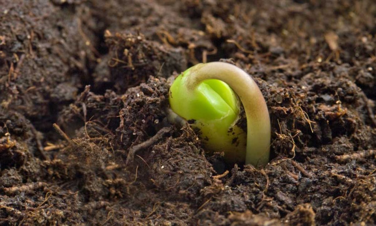 sanidad_vegetal_norma_25082021082922
