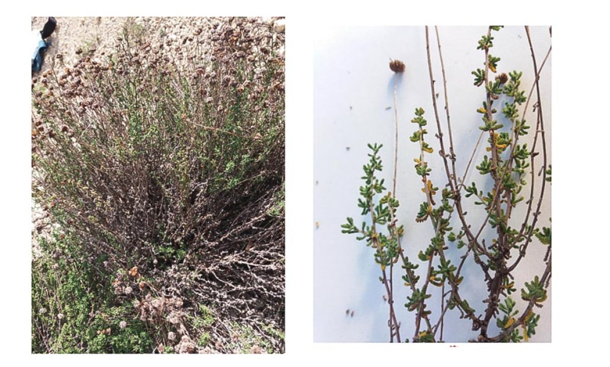 santolina_chamaecyparissus_plantas__28032022111407