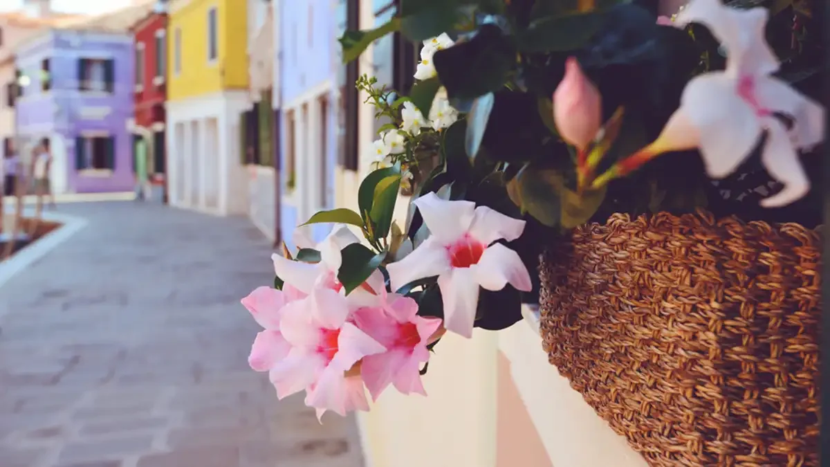 Dipladenia (Mandevilla) en una calle de Burano (Italia)