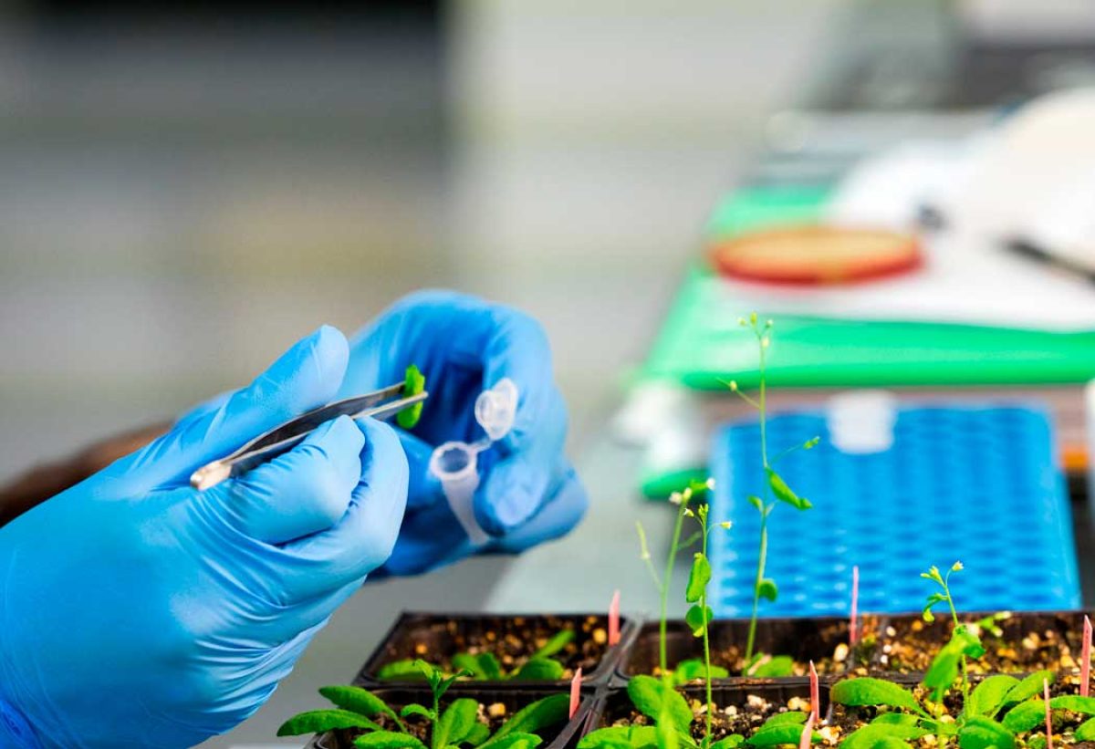 syngenta-crispr_10062024085321