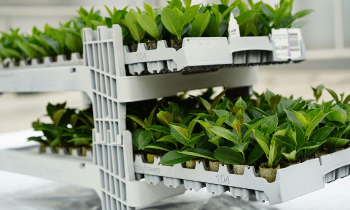 syngenta_flowers_xcarrier_26032021132541