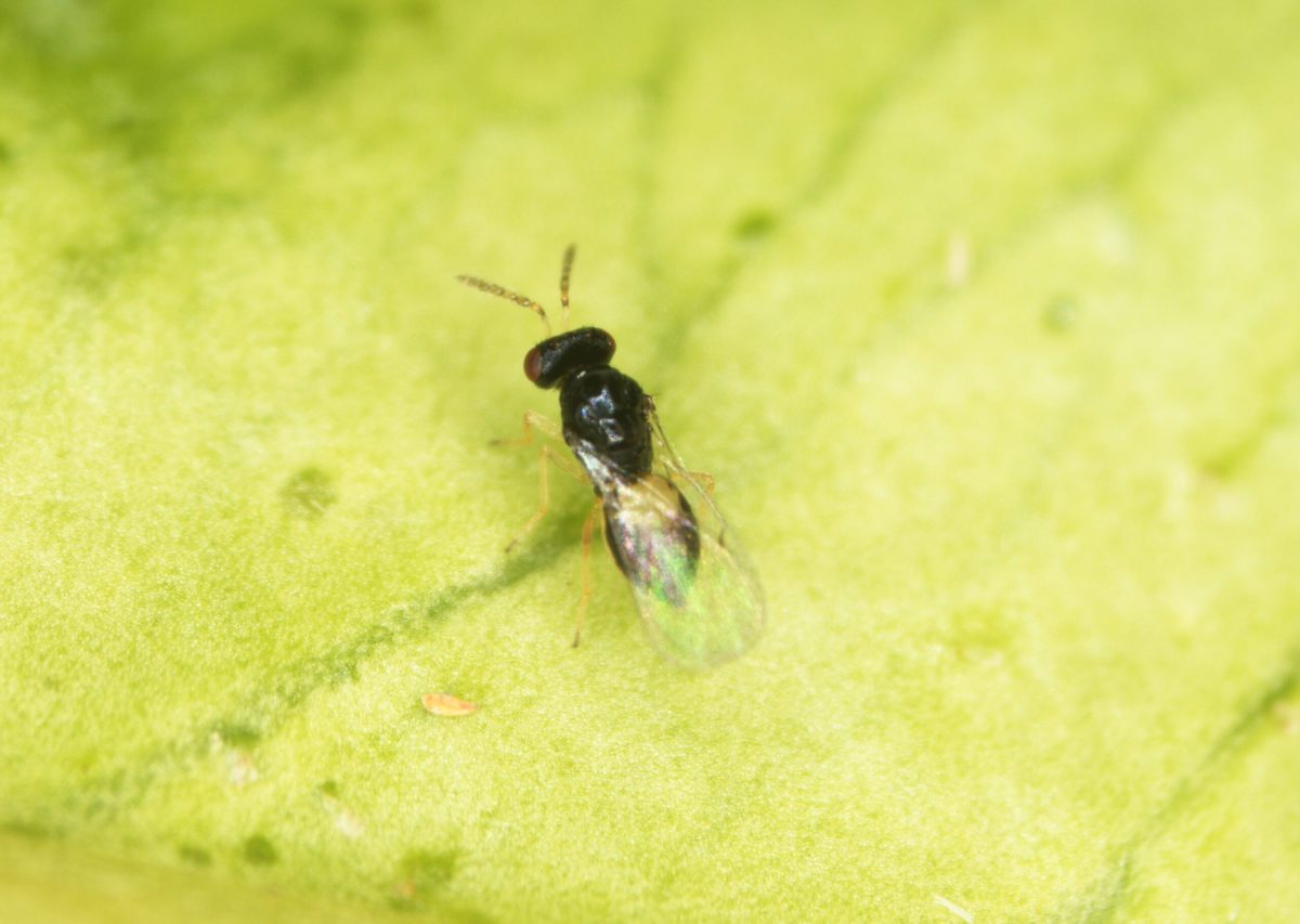 tamarixia_dryi_24052019093126