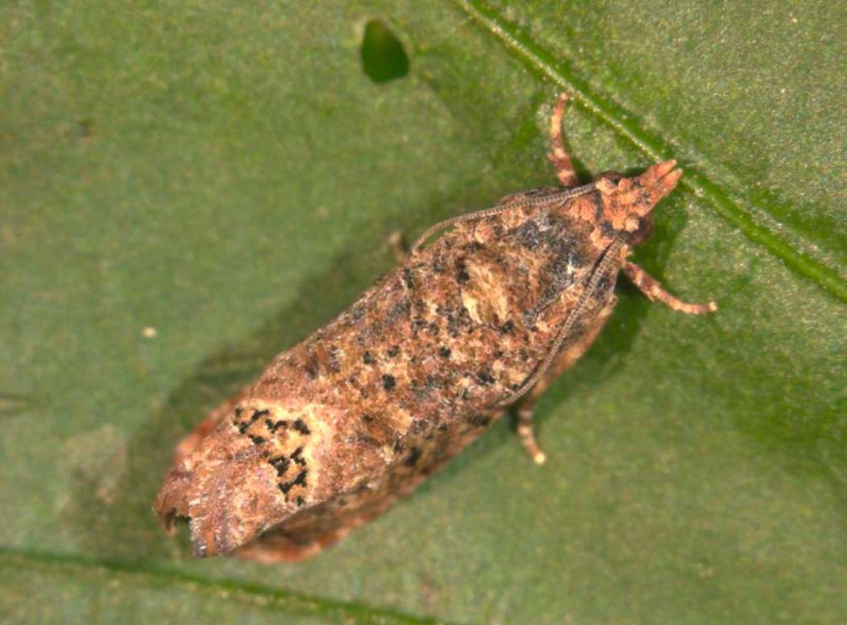 thaumatotibia_leucotreta_eppo_10112023090337