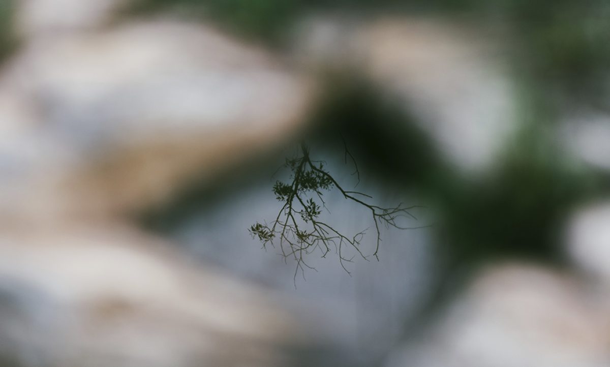 vegetacion_30082019111807