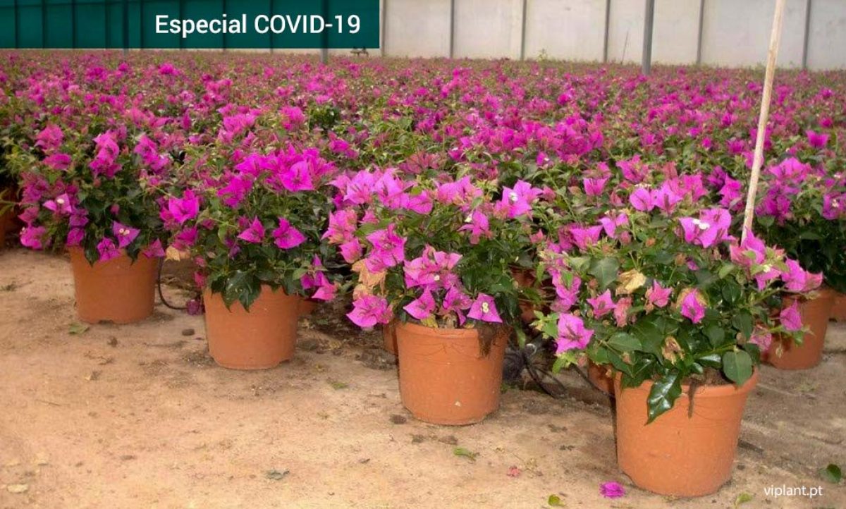viplant-portugal_27032020141035