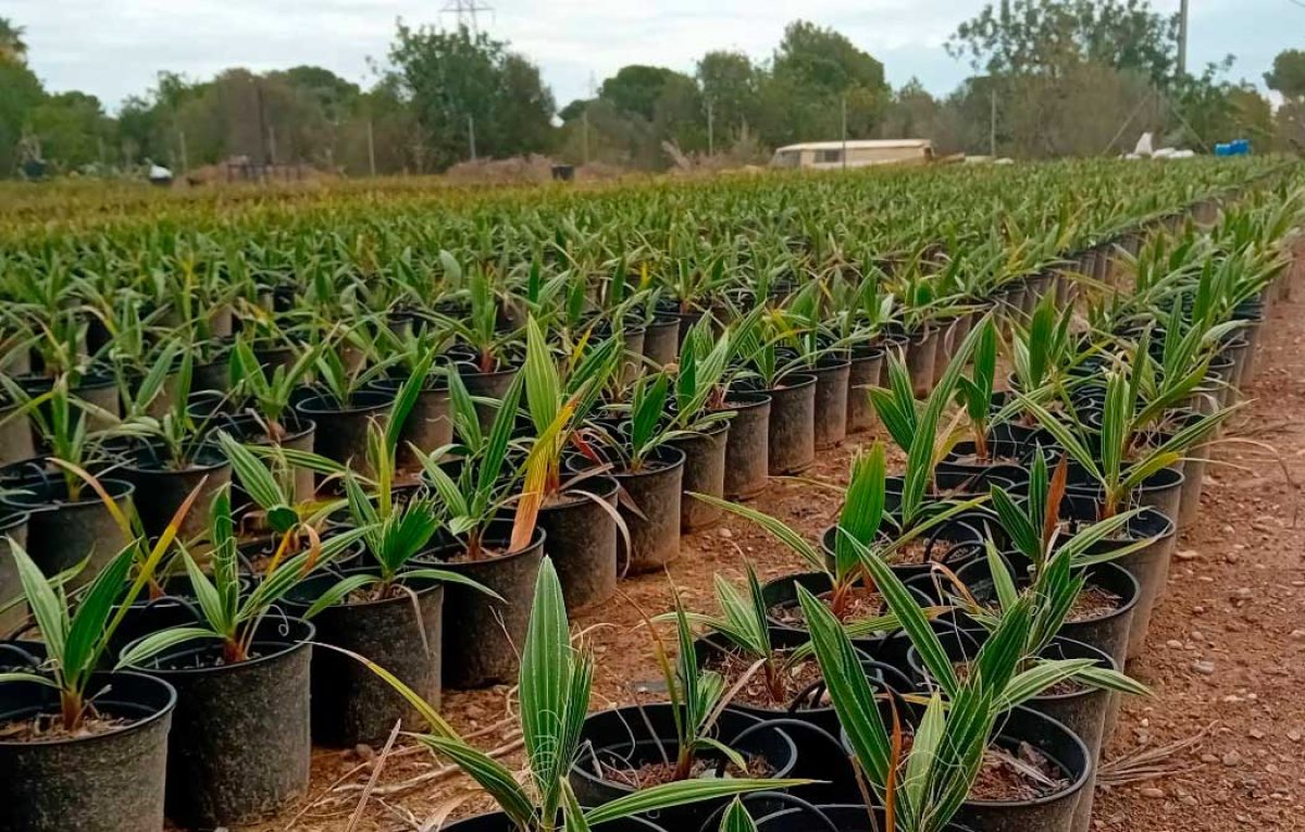 vivero-afectado-dana_19082025094515